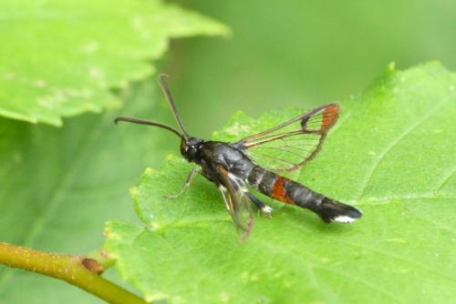 Réf. 261 560 : Synanthedon formicaeformis